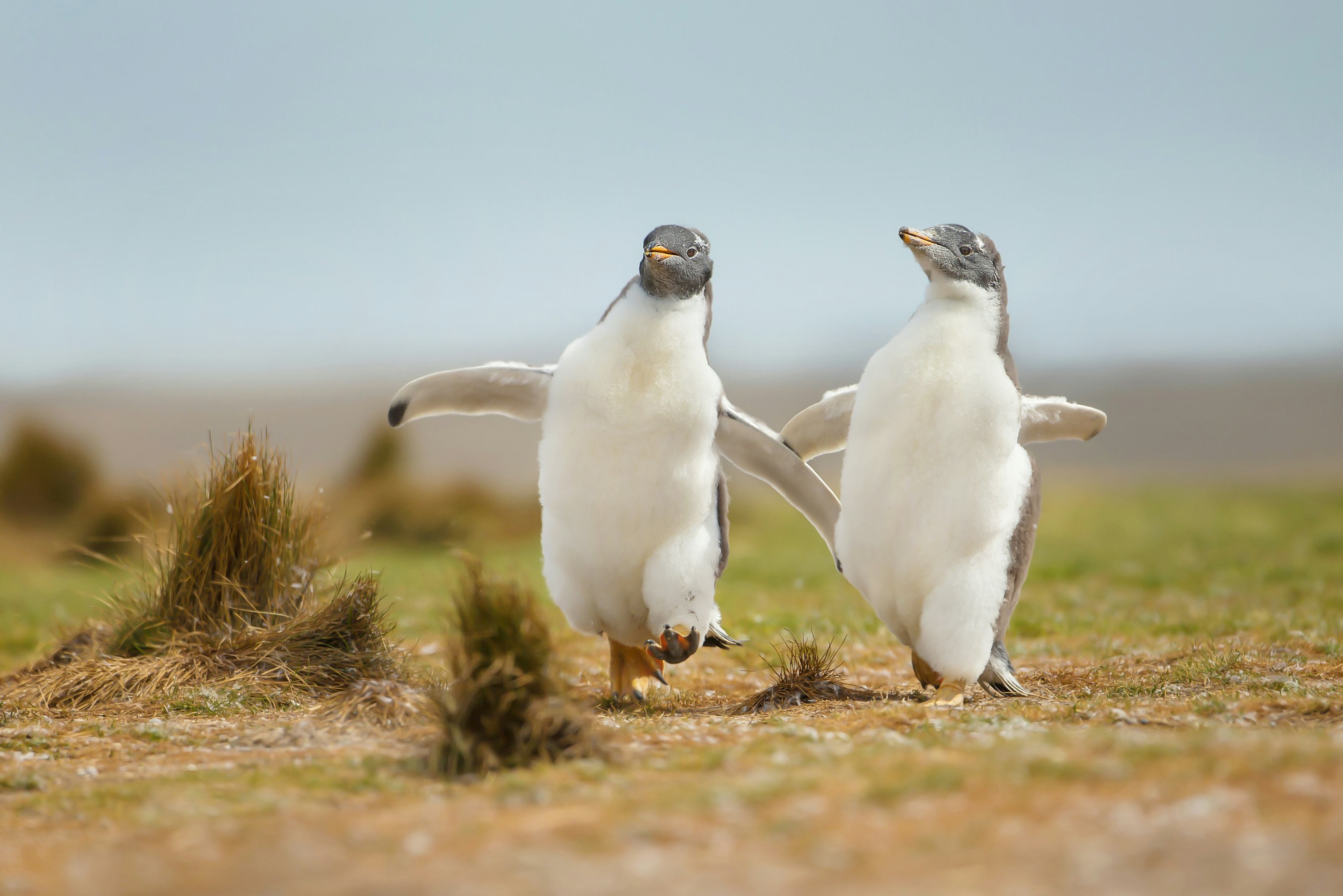 Two young gentoo penguin chicks happily running on the grass field in the Falkland islands.  Wildlif...