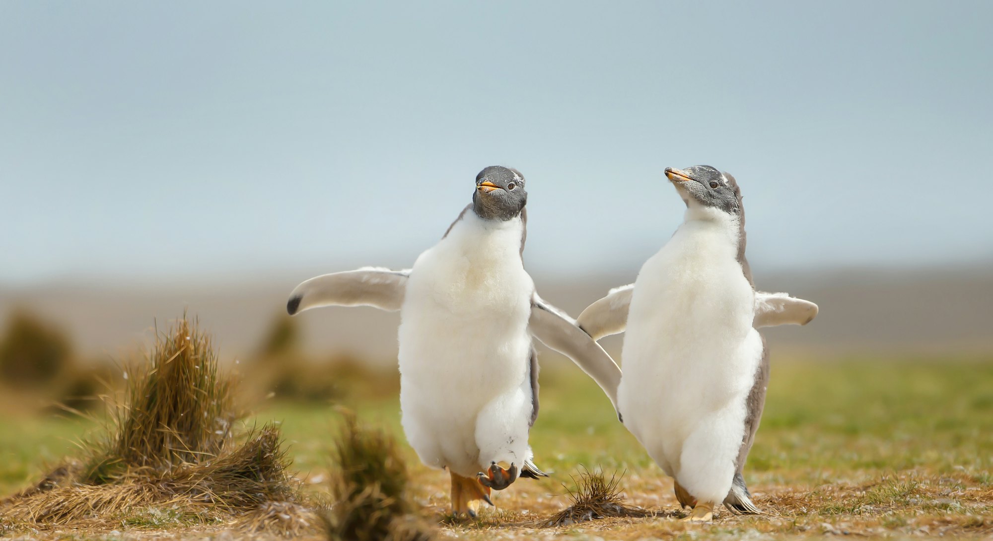 Two young gentoo penguin chicks happily running on the grass field in the Falkland islands.  Wildlif...