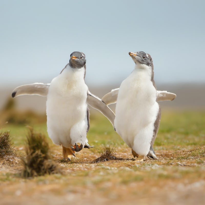 Two young gentoo penguin chicks happily running on the grass field in the Falkland islands. Wildlif...