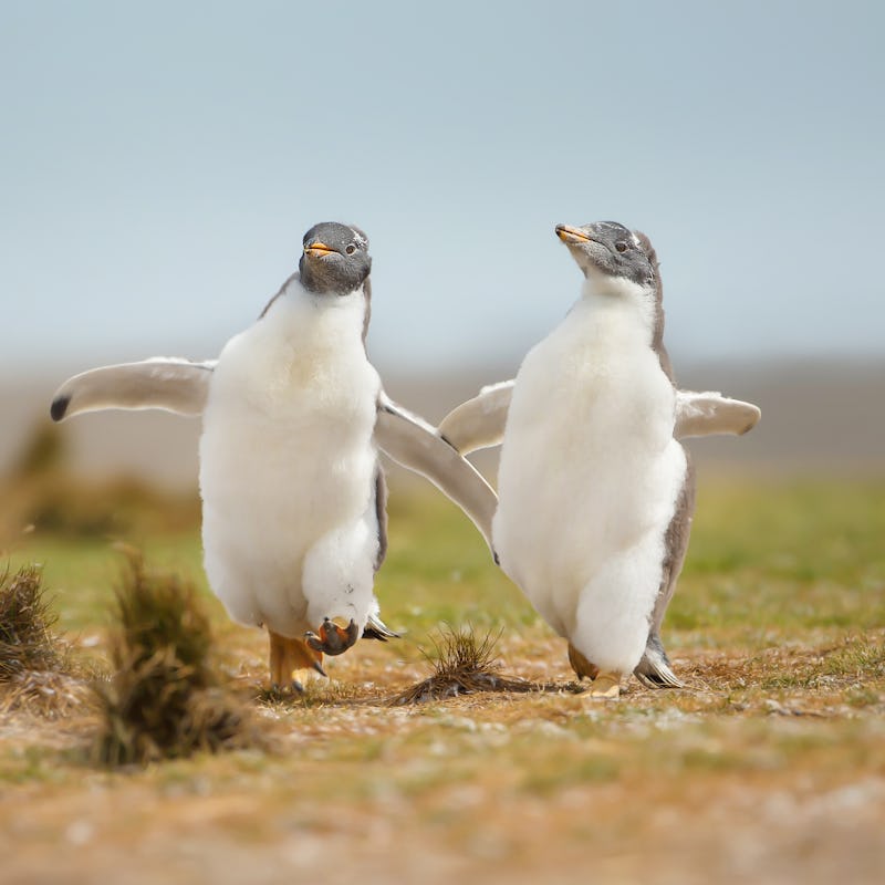 Two young gentoo penguin chicks happily running on the grass field in the Falkland islands.  Wildlif...