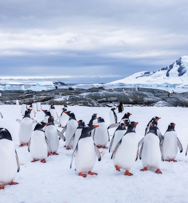 Group of curious Gentoo Penguin staring at camera in Antarctica, creche or waddle of juvenile seabir...