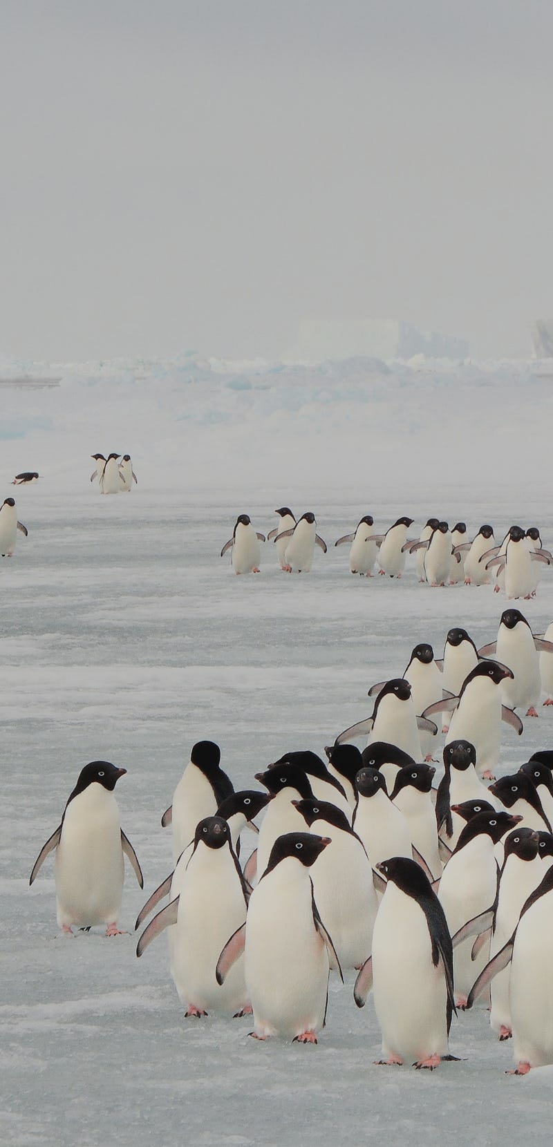 Annual migration of Adélie penguin in South Orkney Islands