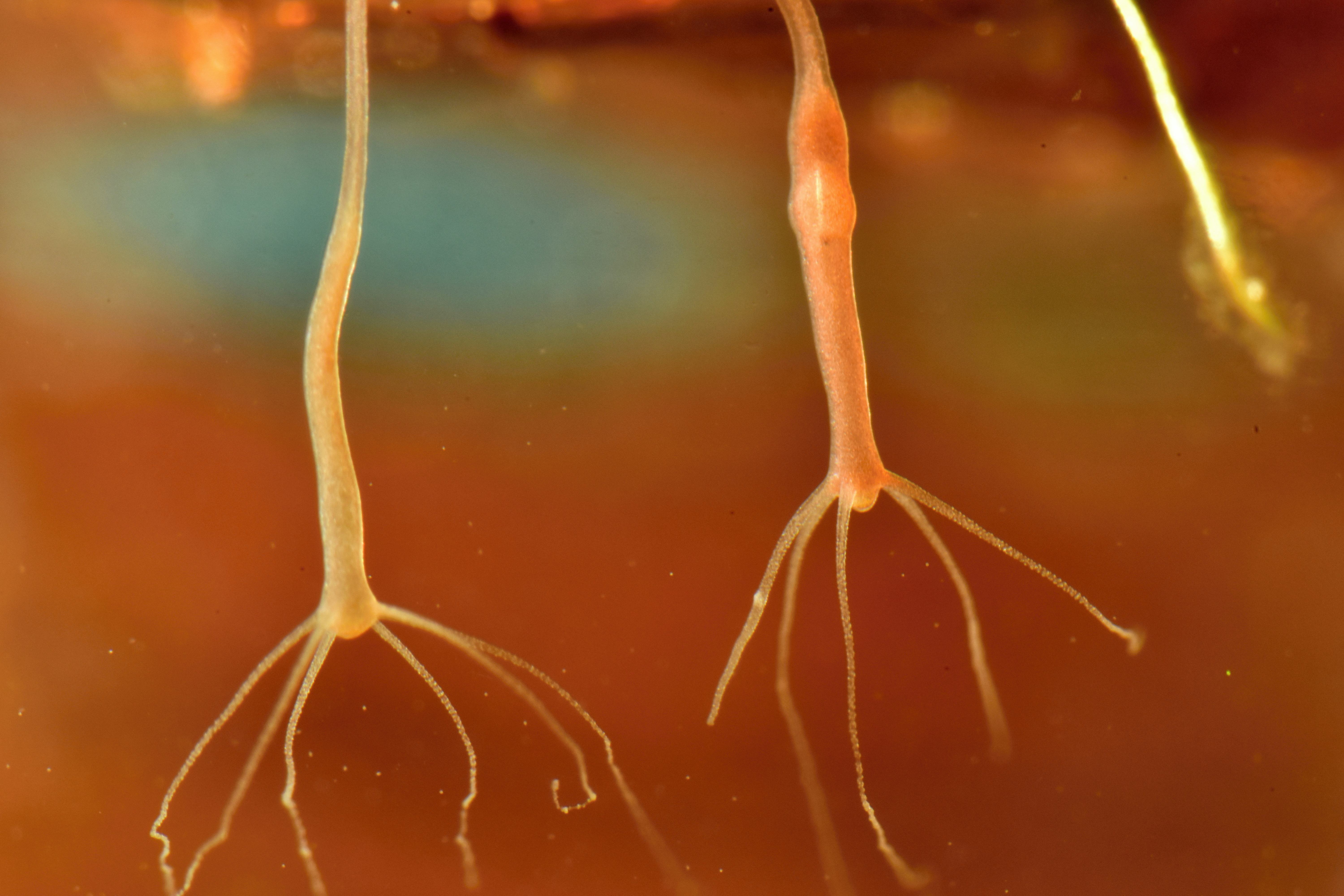 Brown hydra, Hydra oligactis in nature water