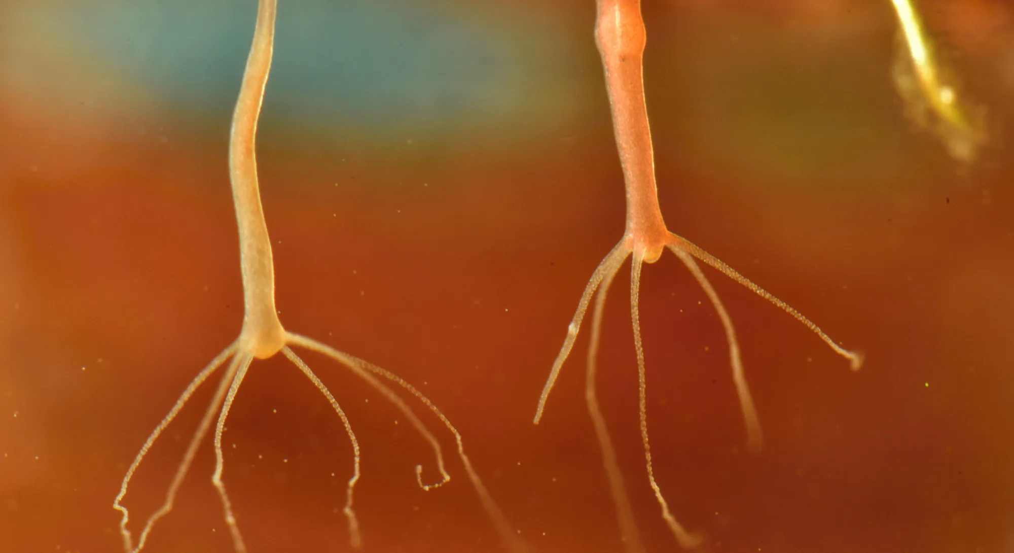 Brown hydra, Hydra oligactis in nature water