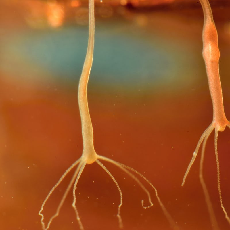 Brown hydra, Hydra oligactis in nature water