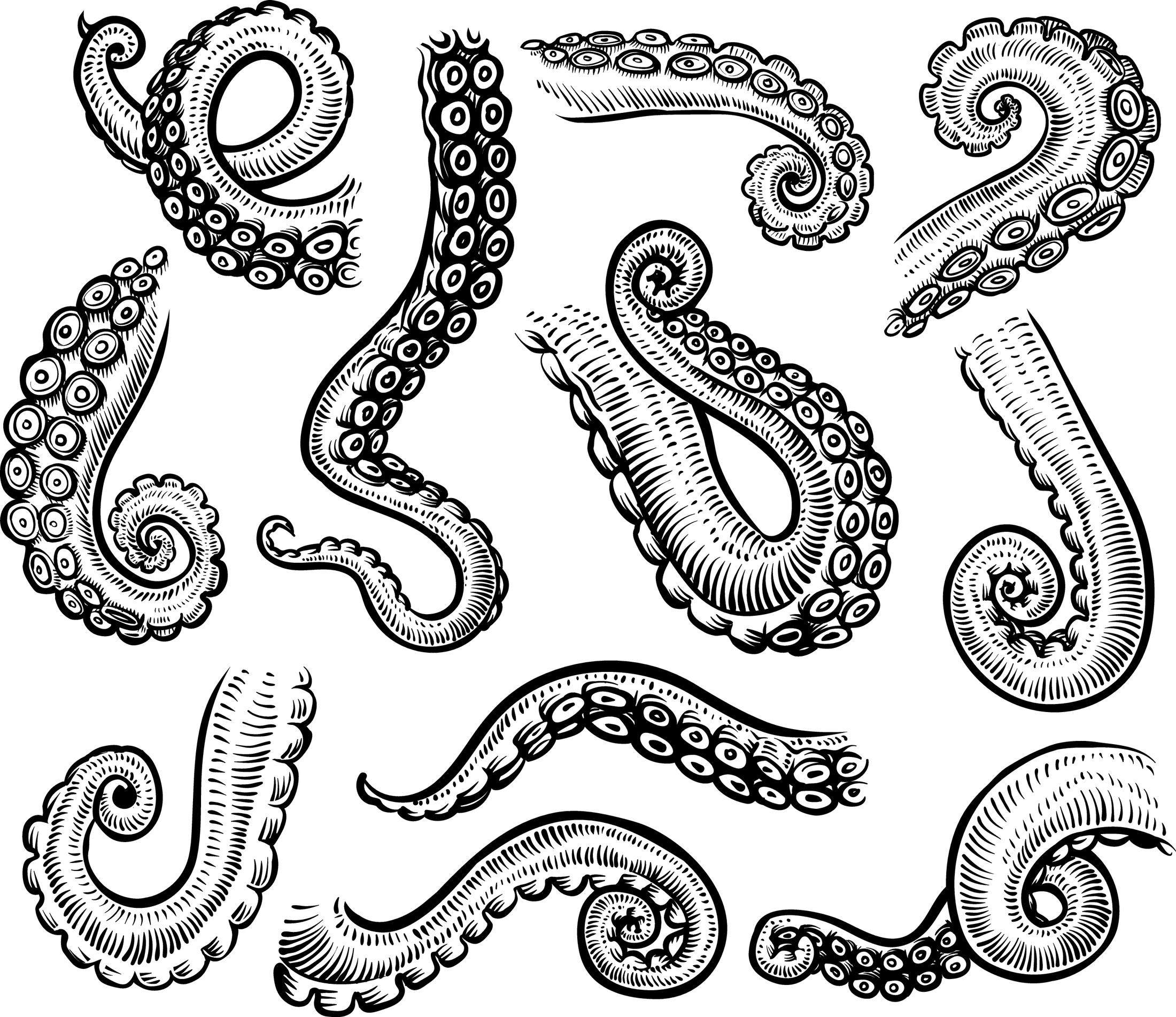 Tentacles of octopus, vector hand drawn collection of illustrations. Black and white engraving style...