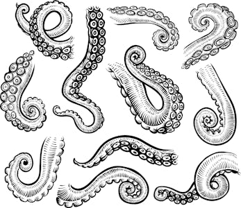 Tentacles of octopus, vector hand drawn collection of illustrations. Black and white engraving style...
