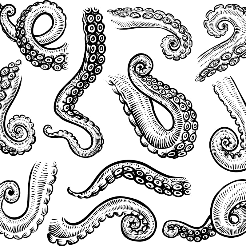 Tentacles of octopus, vector hand drawn collection of illustrations. Black and white engraving style...