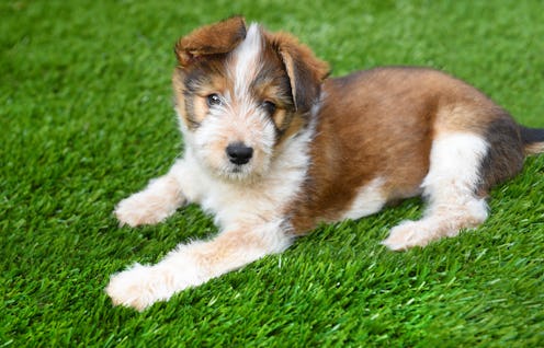 Mixed Breed Dog: Australian Shepherd Mix Breed Puppy laying on artificial grass surface.