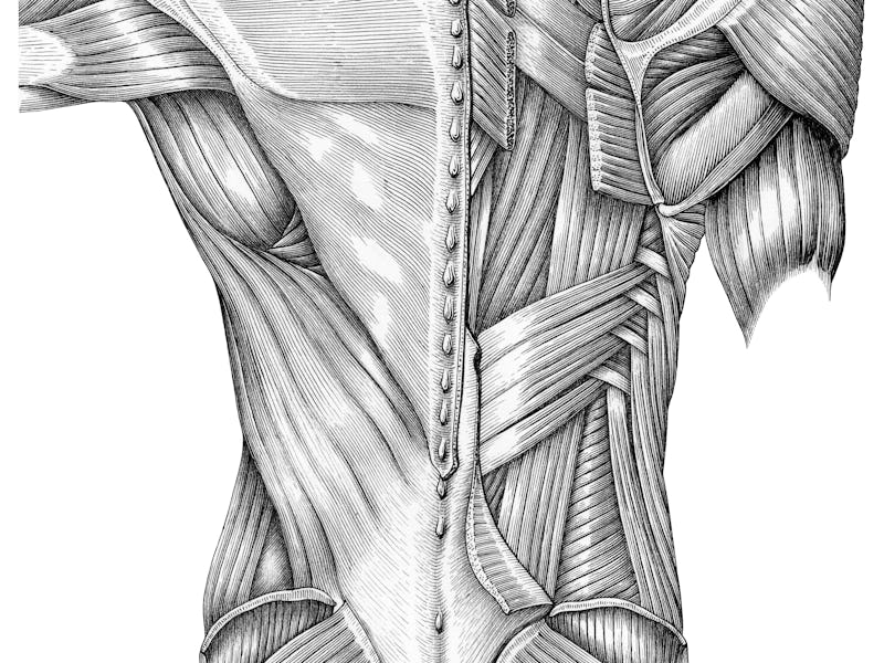 Anatomy of superficial muscles back vintage illustration black and white isolated on white backgroun...