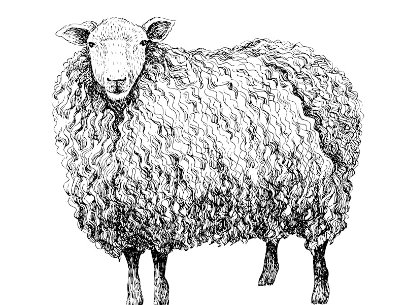 Sheep sketch style. Hand drawn illustration of beautiful black and white animal. Line art drawing in...