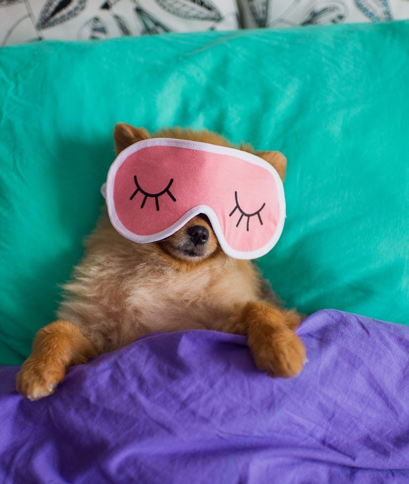 Pomeranian dog in a sleep funny mask is laying on spine on pillows under the blankets with the clutc...
