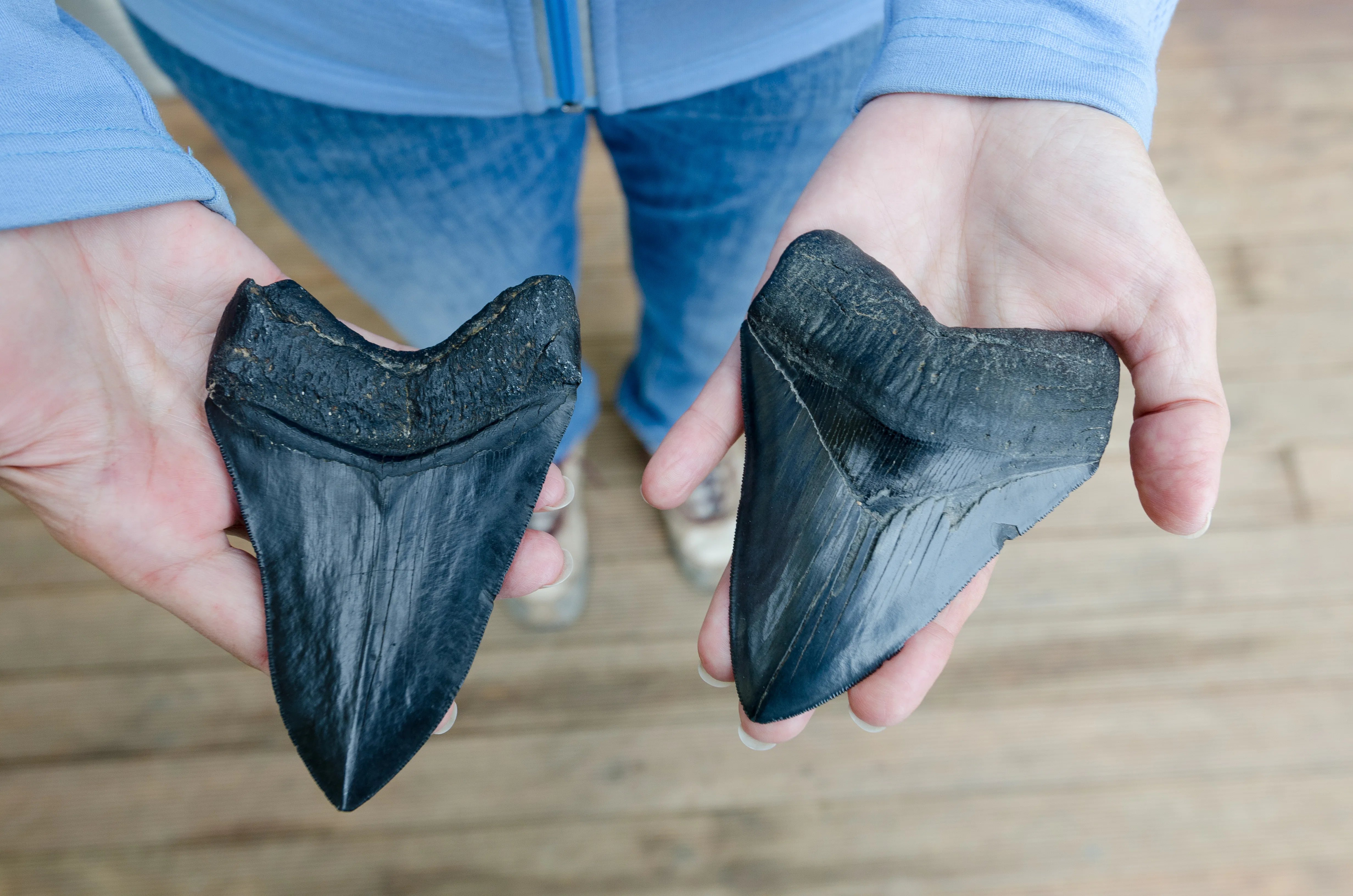 Fossil teeth confirm our wildest fears about this ancient predator