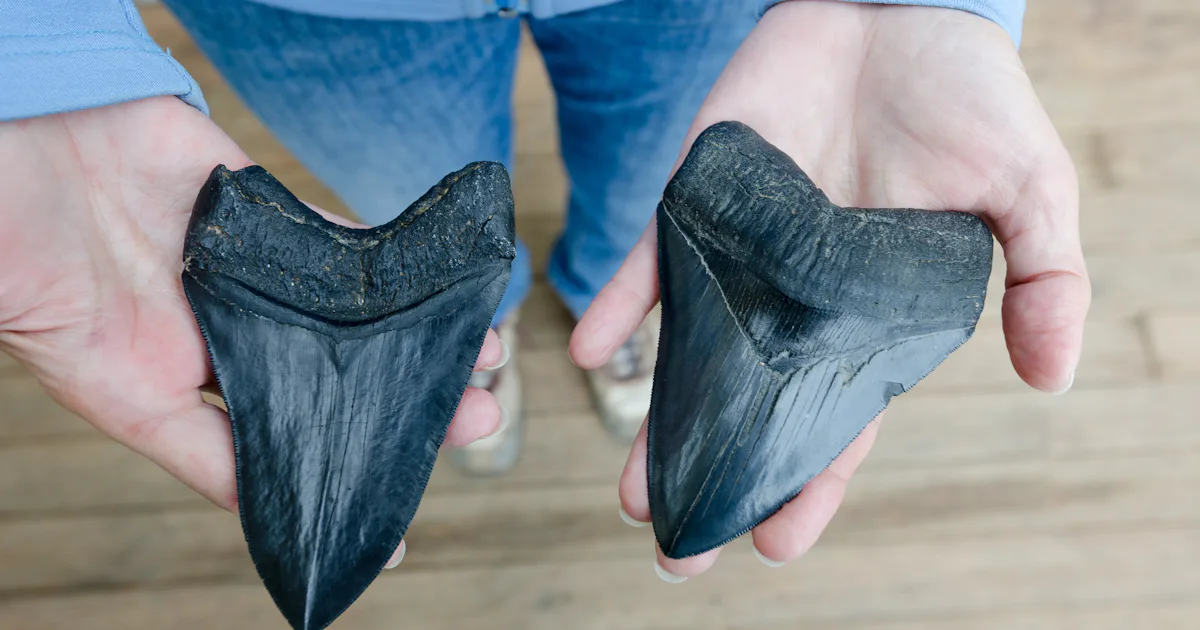Bussel Teeth Fossil teeth confirm our wildest fears about this ancient predator