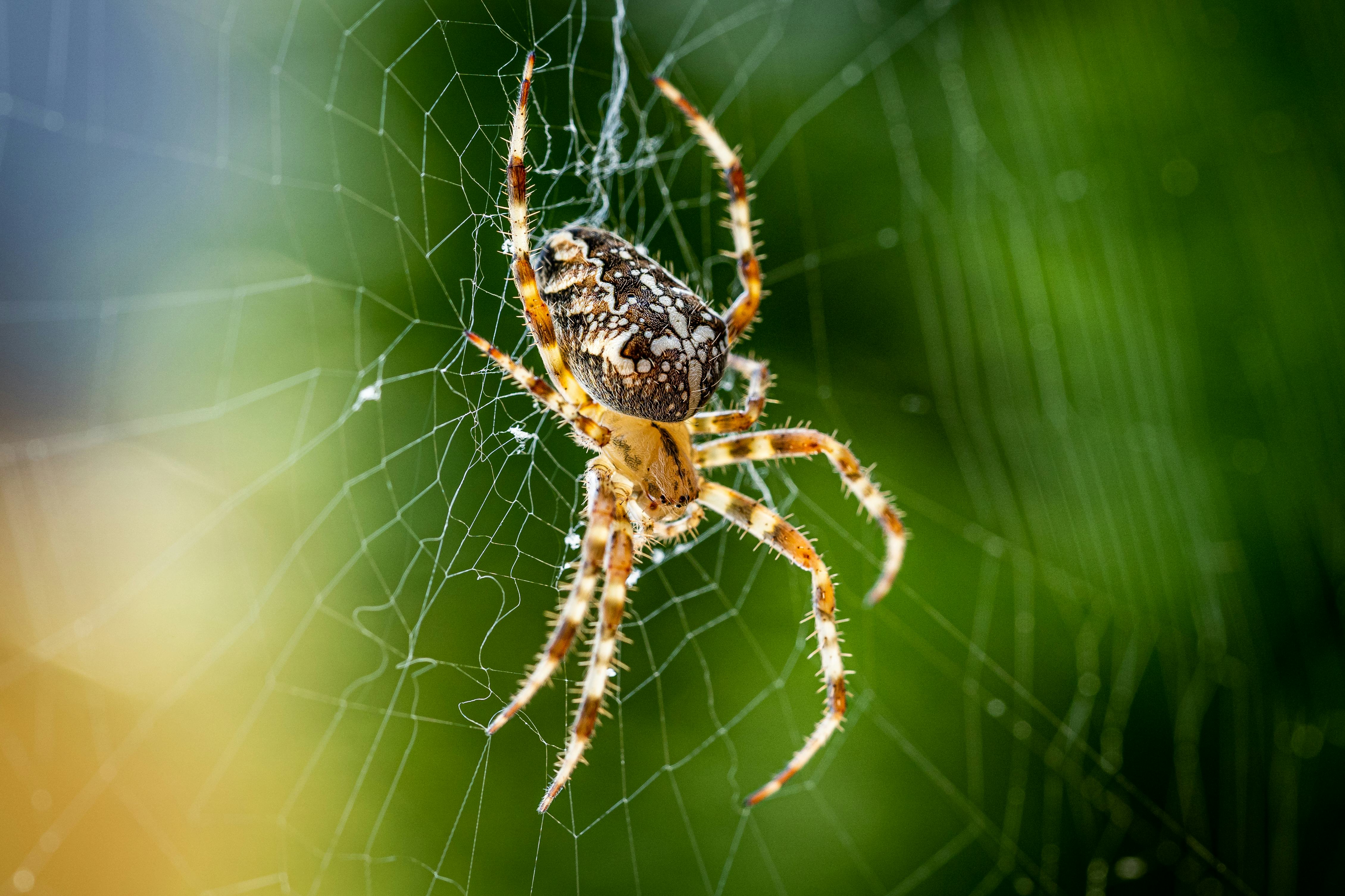 Scientists reveal how spiders make their silk