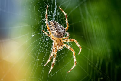 Close up macro shot of a European garden spider (cross spider, Araneus diadematus) sitting in a spid...