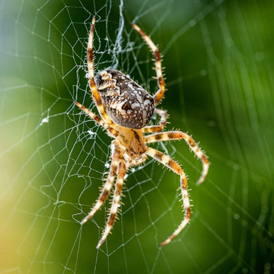 Close up macro shot of a European garden spider (cross spider, Araneus diadematus) sitting in a spid...