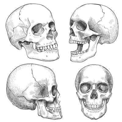 Sketch skull. Hand drawn anatomical skulls in different projection, monochrome tattoo artwork, anato...