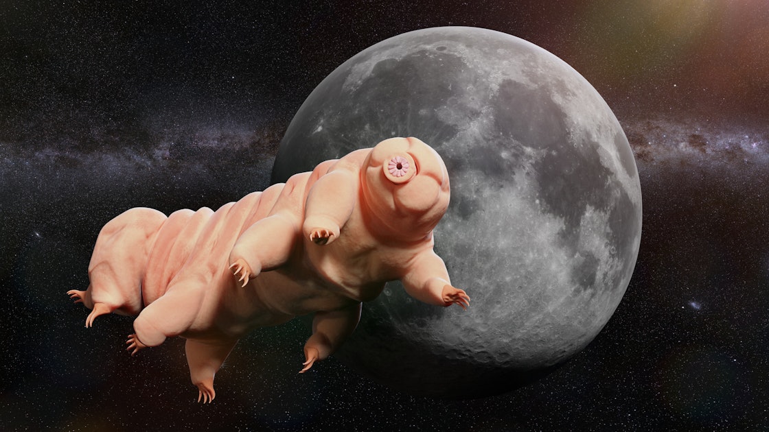Tardigrades may have taken over the Moon