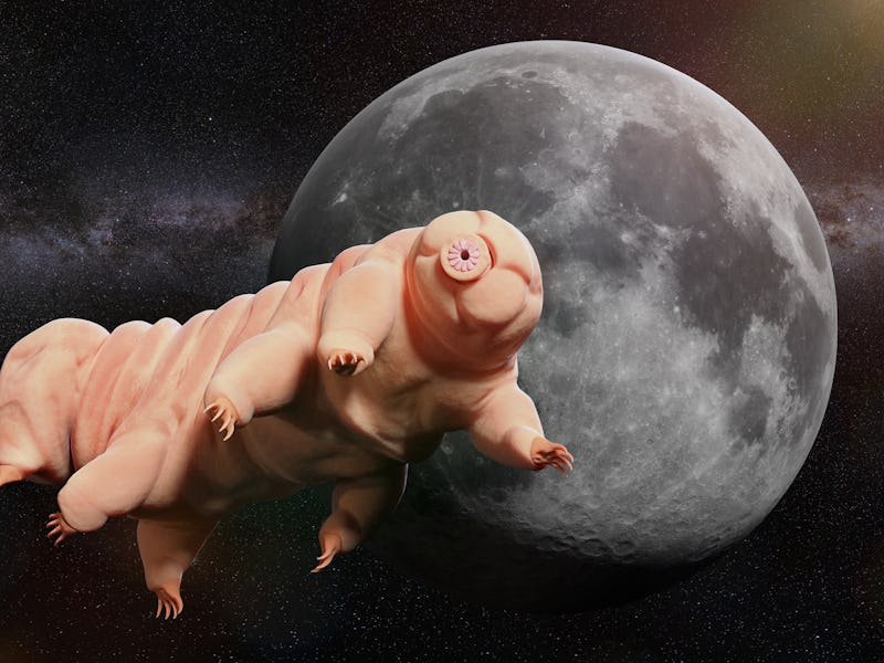 tardigrade, water bear visiting the Moon (3d illustration)