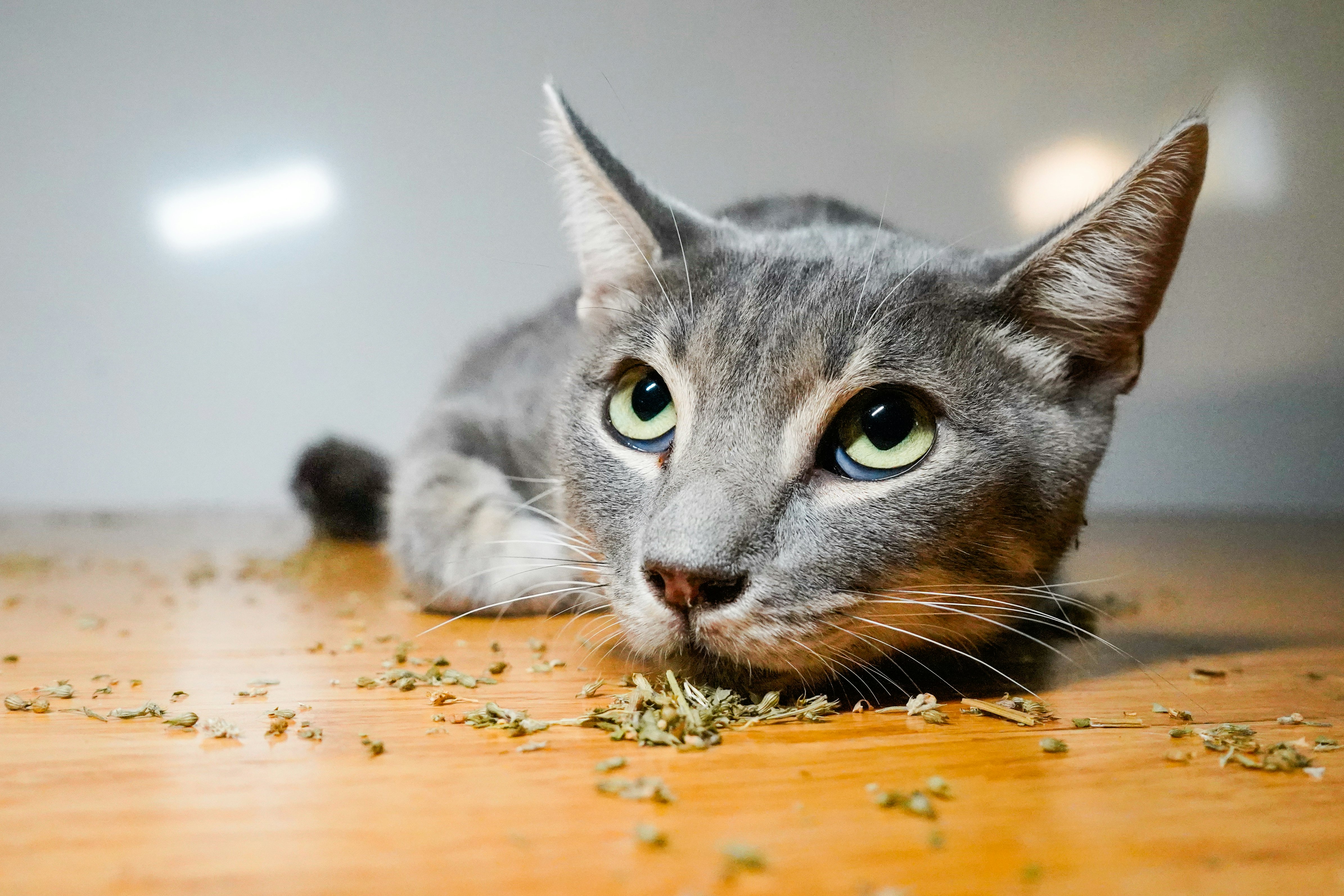 The science behind catnip s potent powers explained