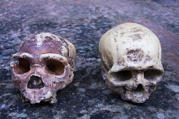 homo heidelbergensis, called as well pre-neanderthalensis compared with a modern human