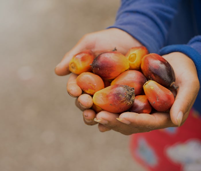 Palm oil seeds on women farmer hand.