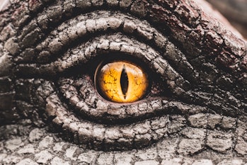 Closeup yellow eye of the dinosaurs with terrifying. Dinosaur hunters are staring with horrible yell...