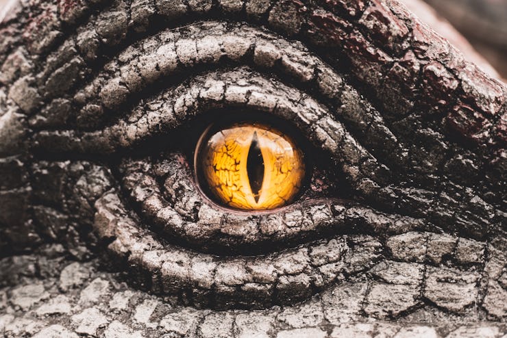 Closeup yellow eye of the dinosaurs with terrifying. Dinosaur hunters are staring with horrible yell...
