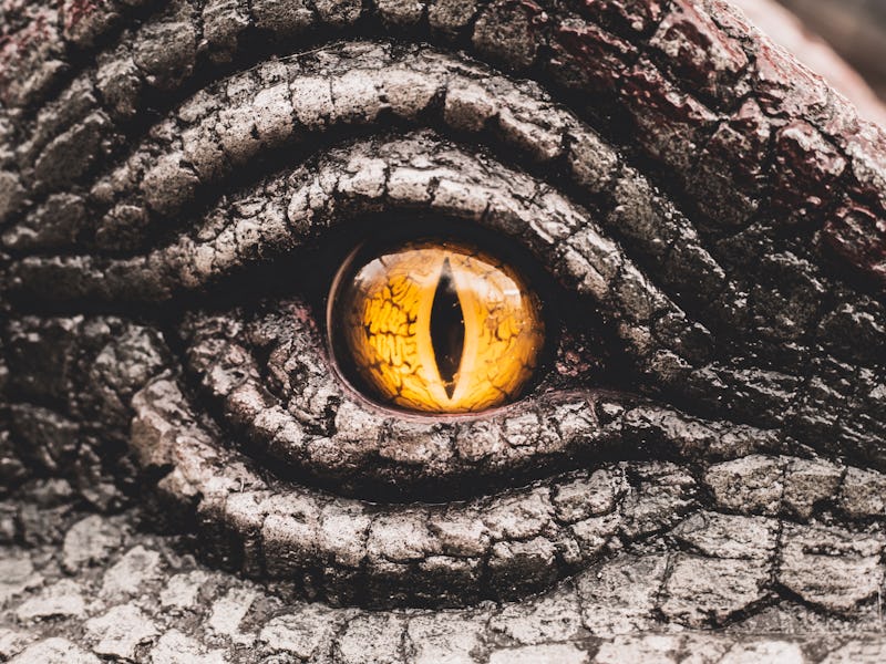 Closeup yellow eye of the dinosaurs with terrifying. Dinosaur hunters are staring with horrible yell...