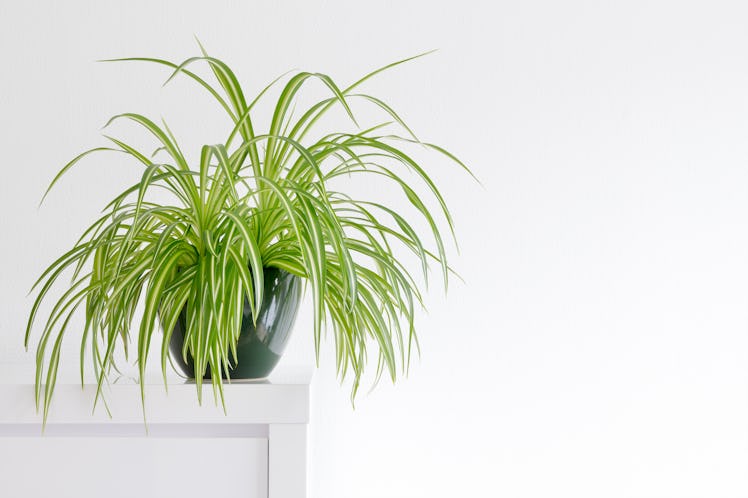 houseplant, Chlorophytum comosum in front of a light wall in a green pot