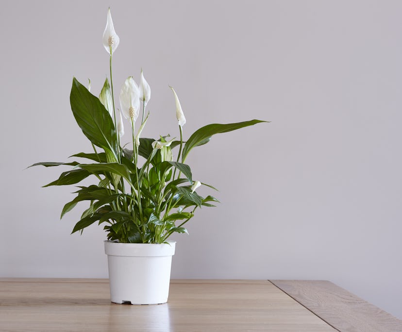 Peace Lillies are perfect for Capricorns.