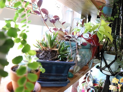 Shelves of plants. Multiple varieties.