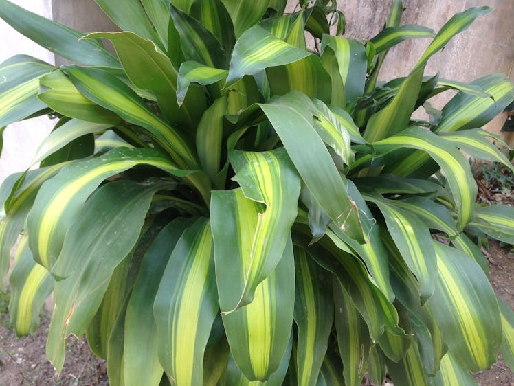 Janet Craig plant on grey background