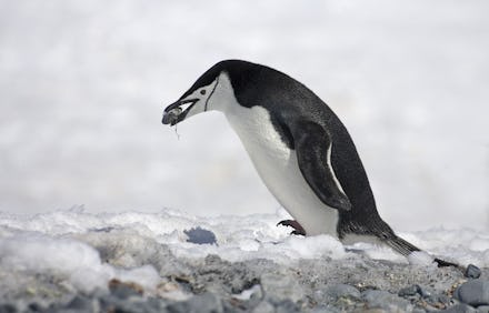 Chinstrap Penguin (Pygoscelis antarctica), adult, collecting pebble for nesting material, Antarctica