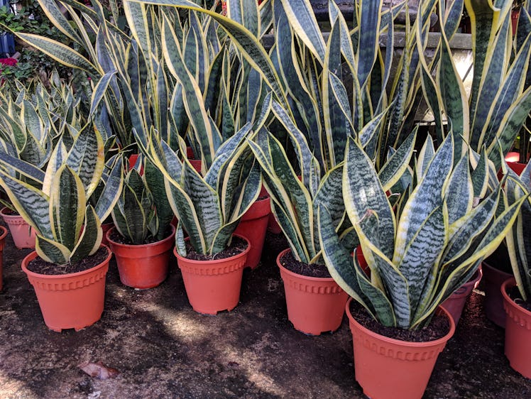 Pots of snake plant (Sansevieria trifasciata) for sale in a nursery