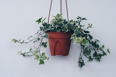 English ivy plant in pot