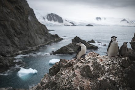 A handout photo made available by Greenpeace shows a group of chinstrap penguins on Elephant Island,...