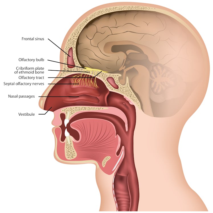 Olfactory nerve medical vector illustration on white background