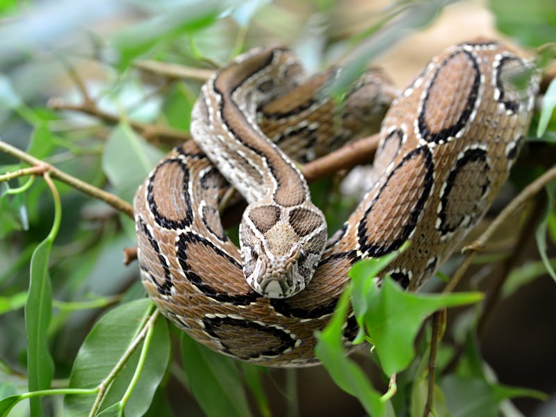 Russell's viper ( Daboia russelii ) on branch of tree. Venomous snake living in South Asia.