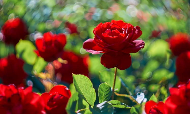 Red rose flower blooming in roses garden on background red roses flowers.