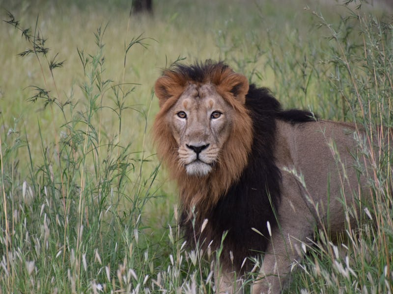 Asiatic Lion Male