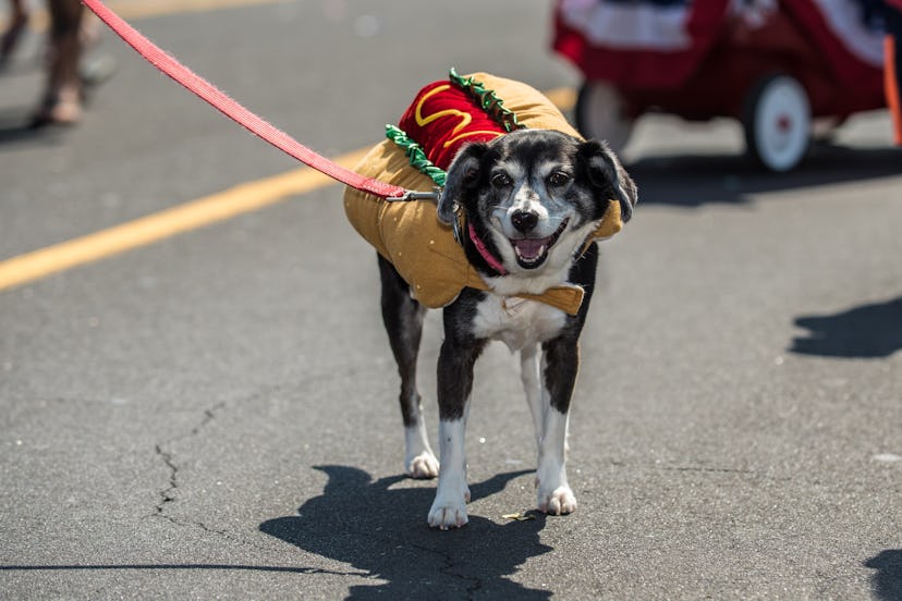 Mixed breed dog wearing costume of hot dog for celebration parade on city street.