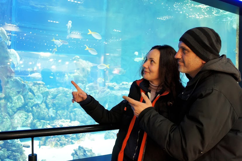 
Married couple emotionally examines fish in an aquarium at the zoo
