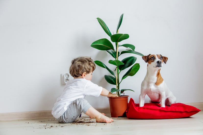 Little baby boy with plant and dog sitting on a floor at home