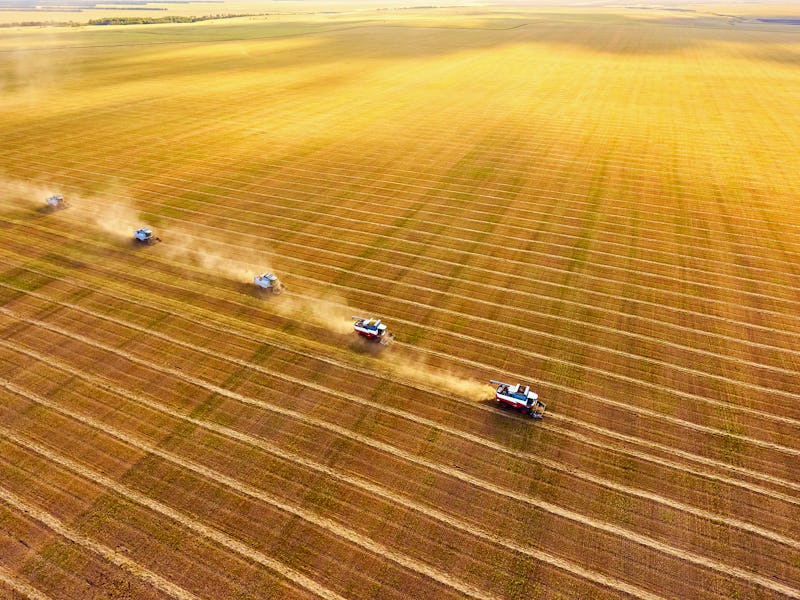 Harvesting of wheat. Combine harvesters agricultural machines collecting golden  wheat on the field....