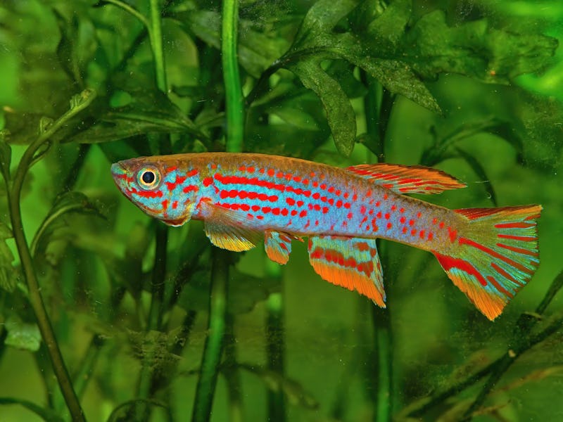Aphyosemion jeanhuberi COFE 10-03 Issiengui, African beautiful killifish