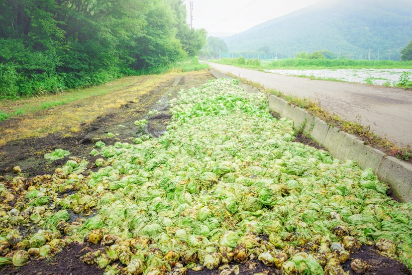 Scenery of agricultural land, discarded lettuce.