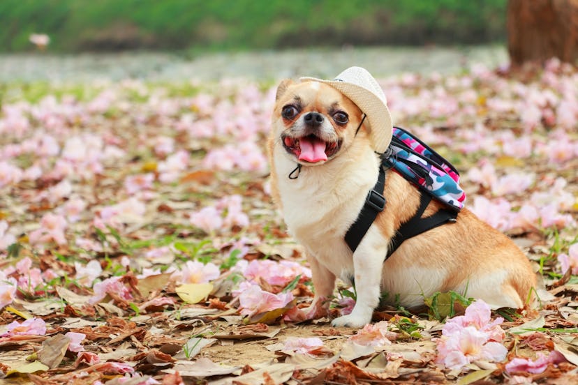 Small female dog, Chihuahua wearing hat with travel backpack in flower garden.