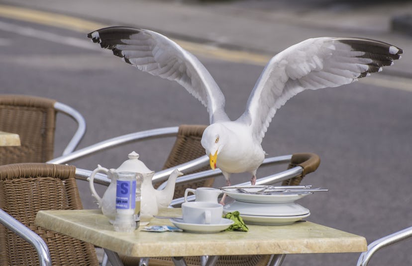 Herring Gull (Larus argentatus) adult, breeding plumage, stealing food from cafe table, Sennen Cove,...